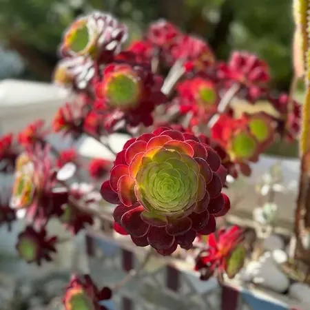 Beautiful Garden Steps From The *
