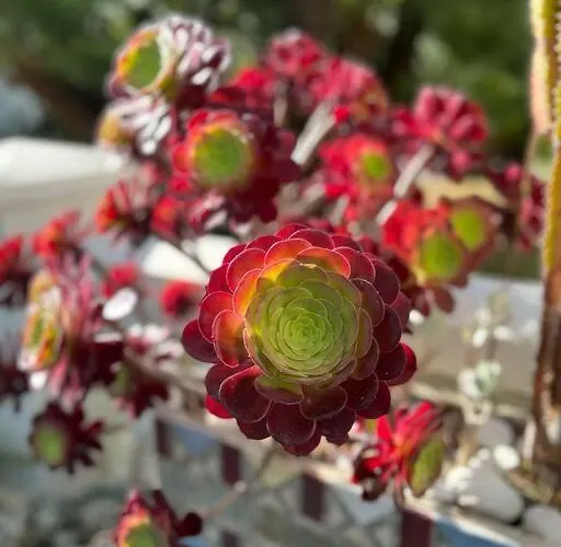 Beautiful Garden Steps From The *